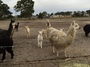 Mernda alpacas ‘left to starve’ in paddock