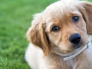 Community Calendar: Hume and Whittlesea suburbs