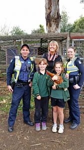 Hen on the run after foul play