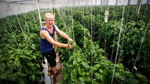 Epping: Growers dump market move over rent hike