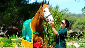 Apache Cat set to star again at Living Legends