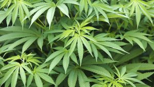 Doreen: Cannabis plants seized from Bernard Street house