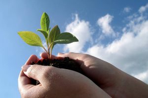 Council gongs for going green