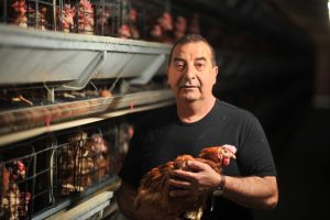 Cage eggs ban: Northern suburbs producer leads fightback