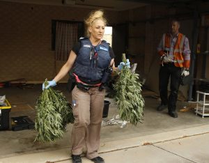 Whittlesea: Cannabis crops found from 30 houses