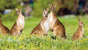 Hume, Whittlesea urban sprawl’s wildlife killing zone revealed