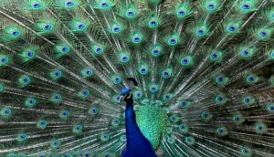 Macedonian Orthodox Christmas: St Prohor Pcinski celebrates with picnicks, peacocks and prayer