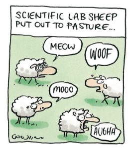 La Trobe students win reprieve for sheep