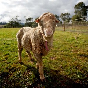 Safe haven for sole survivor of sheep truck tragedy