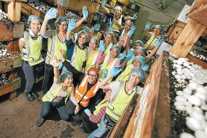 Deal to save room for Mernda ‘shrooms