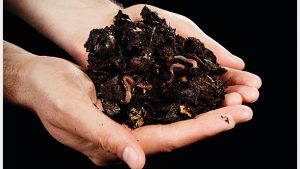 See & Do: What’s on around Whittlesea