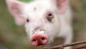 Piglets rescued from fish tank by Yan Yean animal rights group