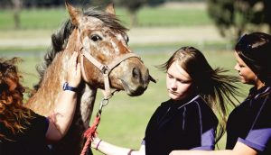 Yan Yean rescue group fights for Charlie