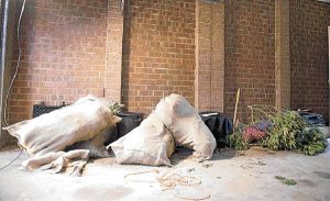 Mernda home yields $300,000 drug crop