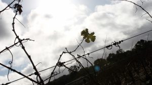 Wine: Pyrenees turns 50 in style