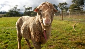 Saving Molly Brown: Safe haven for sole survivor of sheep truck tragedy