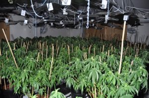 Doreen: Cannabis crop haul worth $1m seized from Laurimar Estate house