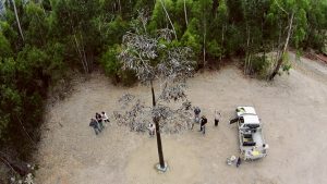 Black Saturday memorial tree finds a Strathewen home