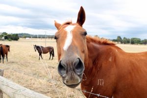 Gallery: Safe Haven Horse Rescue