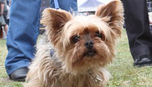 Online dog scam bites Bundoora buyer