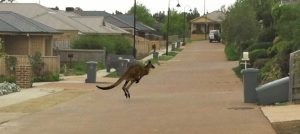 Roo hopping mad after stressful Doreen  detour