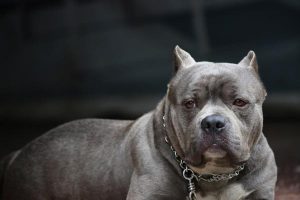 Pit bull legislation ‘not working’