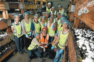 Mernda  fungus farm a growth business