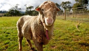 Saving Molly Brown: The safe haven for sole survivor of sheep truck tragedy