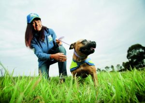 Get ready for the Million Paws Walk 