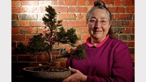 Bonsai Club a small wonder