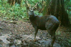 Deer culling begins in Kinglake National Park