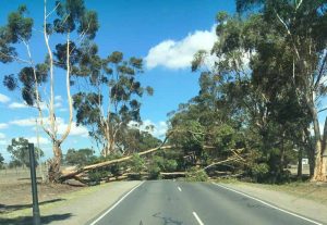 Mickleham bushfire tree falls again