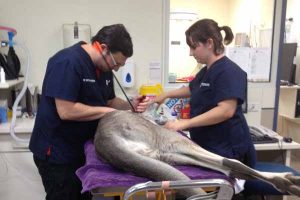 Kangaroo shot with arrow in Bundoora
