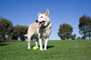 Park win for Whittlesea dog owners