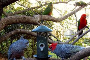 Campbellfield pet shop owner banned 10 years
