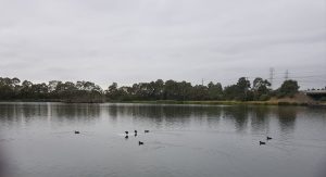 Car in lake at Jack Roper Reserve going nowhere