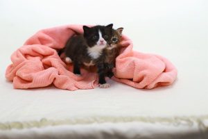 RSPCA warning to cat owners after spike in animal abuse cases