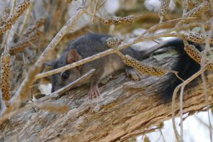 Rural landowner grants