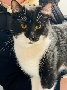 Helping pets find a home