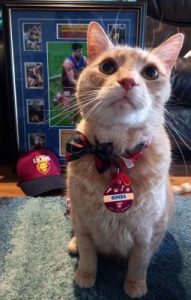 Simba the cat weighs in on Grand Final