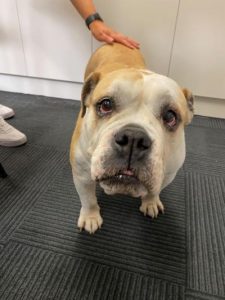 Dogs found in Broadmeadows area