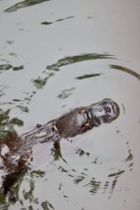 Citizen ecologists wanted