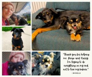 A refuge for pets of domestic violence