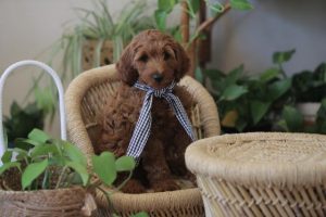 Plants toxic to dogs and cats