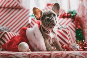 Present ideas for furry friends