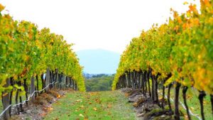 Enjoy a day out among the vines