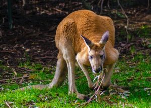 Appeal for information following death of kangaroo