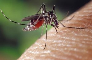 Mosquito warning after first JEV death in Victoria