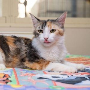 Council considers cat curfew