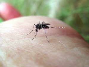 Tips for protecting yourself from mosquito bites